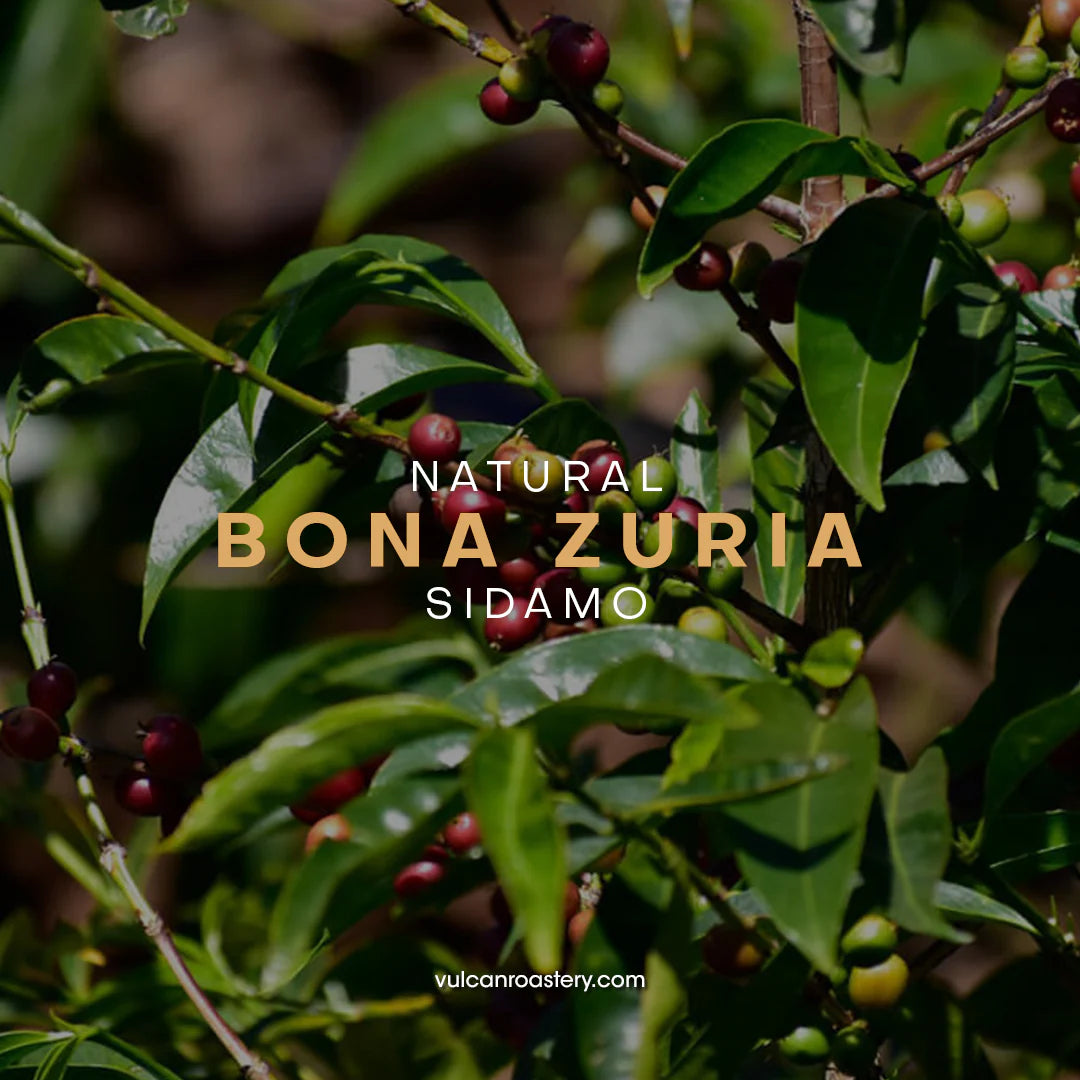 Ethiopia Sidamo Bona Zuria 250g (Filter)