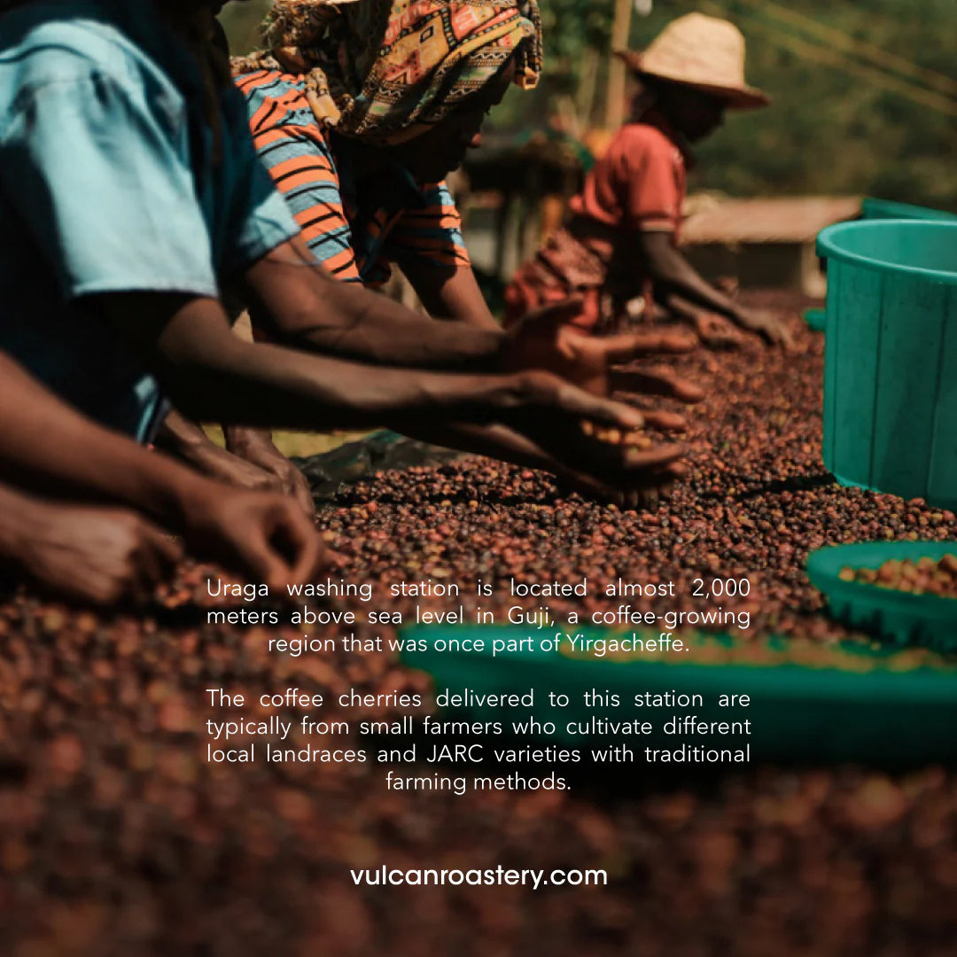 Ethiopia Guji Uraga 250g Filter)