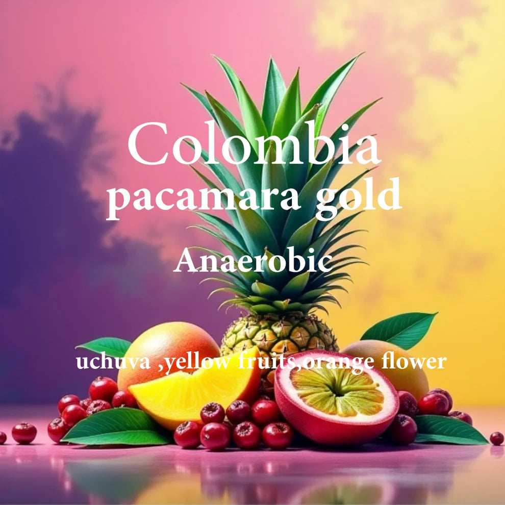 Colombia Pacamara Gold 250g (Filter)
