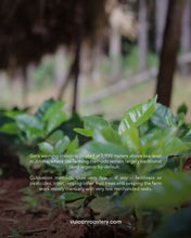 Ethiopia Gera Gesha 250g (Filter)