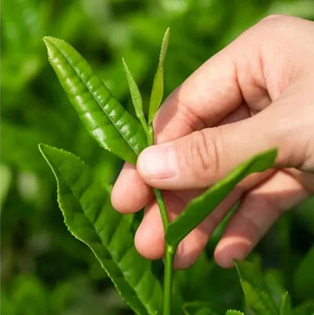 Organic Matcha Tea Powder 50G