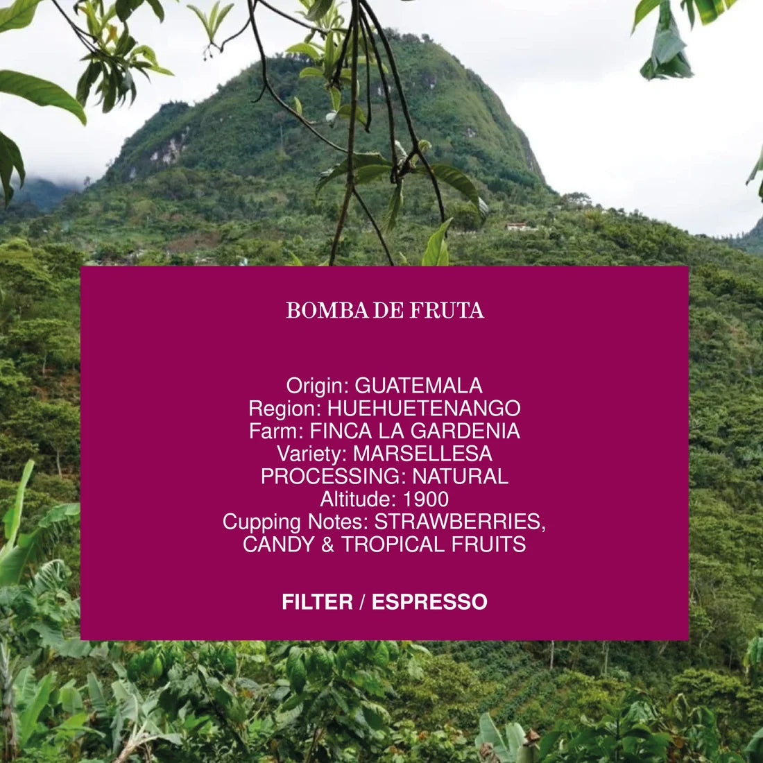 Guatemala Bomba De Fruta 250g (Espresso / Filter)